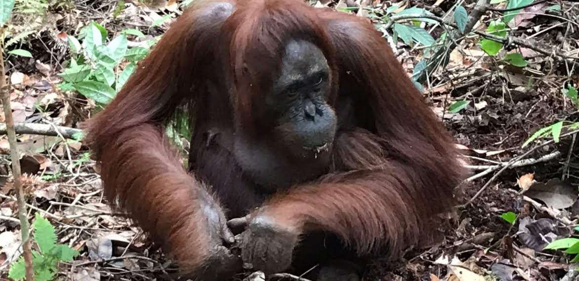 Your Stories: With Borneo’s Orangutans