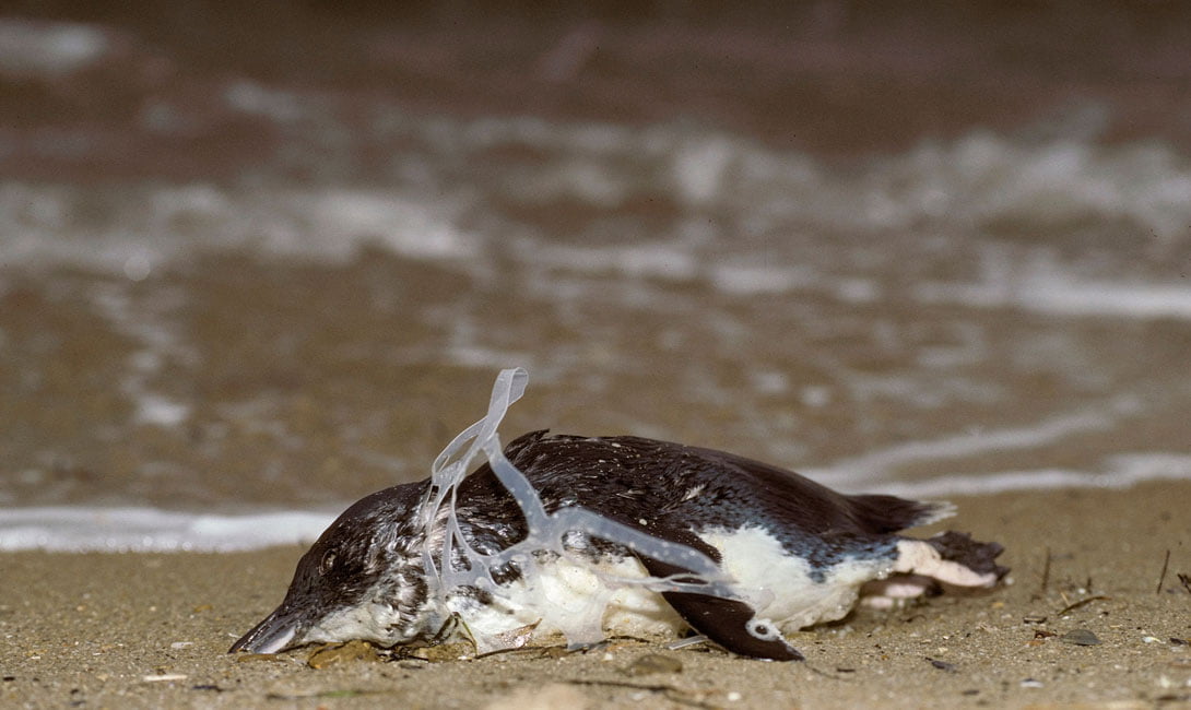 Penguin Strangled by Plastic